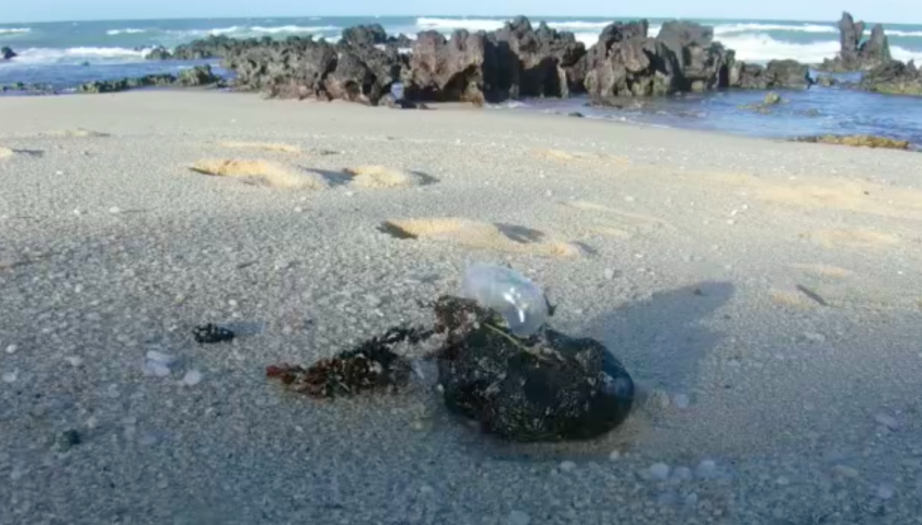  Manchas de óleo voltam a surgir em praias da Bahia