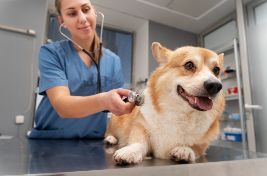  Obra do Hospital Veterinário de Salvador ultrapassa 50% de conclusão