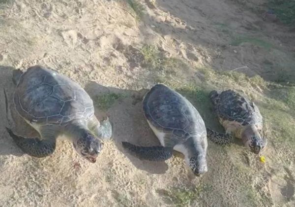  Banhistas encontram tartarugas marinhas mortas em praia de Salvador