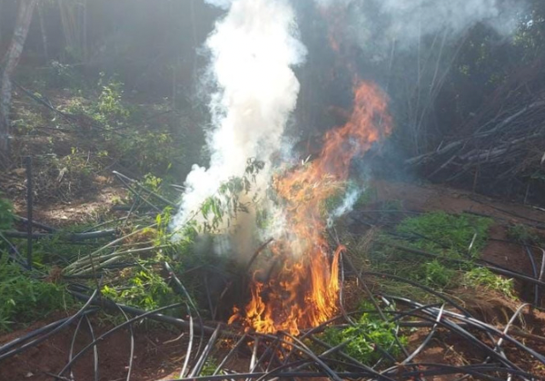  Rondesp da Chapada Diamantina erradica oito mil pés de maconha