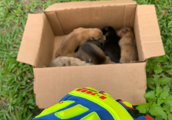  Seis filhotes de cachorro são resgatados por bombeiros