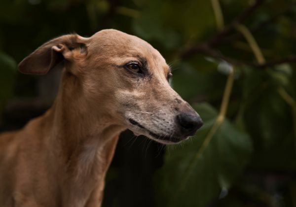  Abrigo de animais pede socorro nas redes sociais