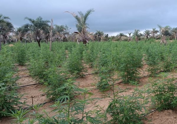  Plantação com 32 mil pés de maconha é erradicada na Chapada Diamantina