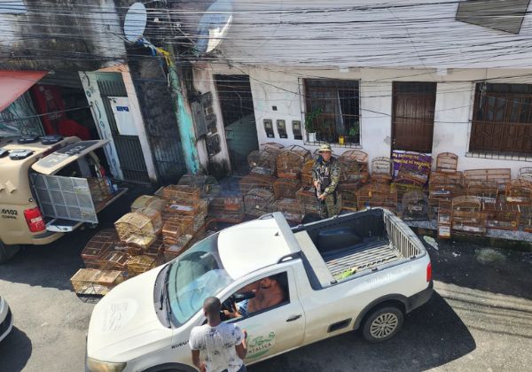  Homem é preso com mais de 100 aves em gaiolas dentro de casa em Salvador