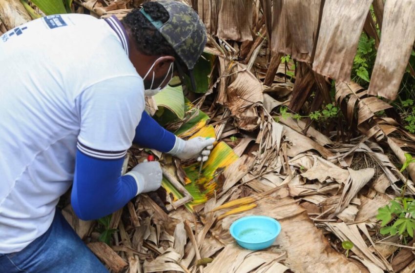  Saúde segue com ações de combate ao Aedes aegypti em diversos bairros neste sábado (20)