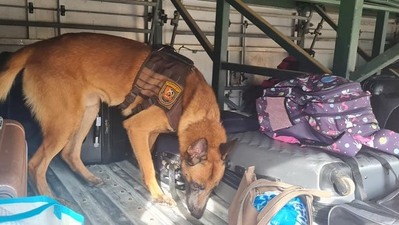  Cão acha drogas em mala dentro de ônibus intermunicipal