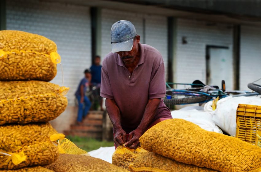  Feira de São João na Ceasa movimenta a economia baiana e traz produtos tradicionais a preços acessíveis