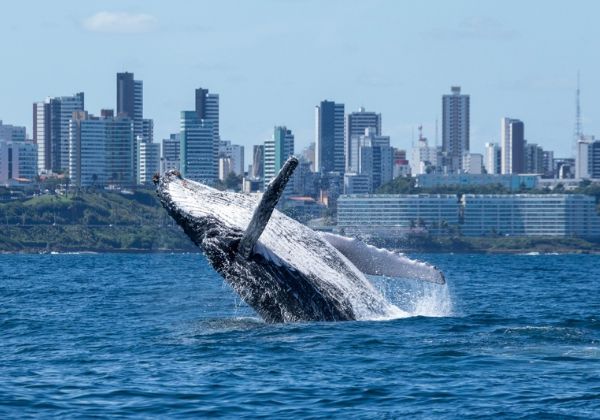  Prefeitura e Projeto Baleia Jubarte fomentam turismo de observação de baleias em Salvador