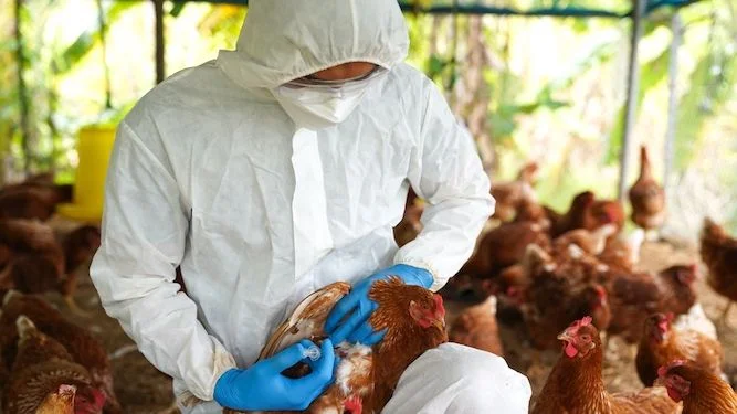  Bahia decreta emergência zoossanitária para influenza aviária H5N1