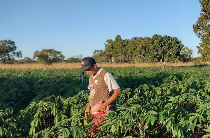  Incremento na mandiocultura gera desenvolvimento para comunidade rural de Baianópolis