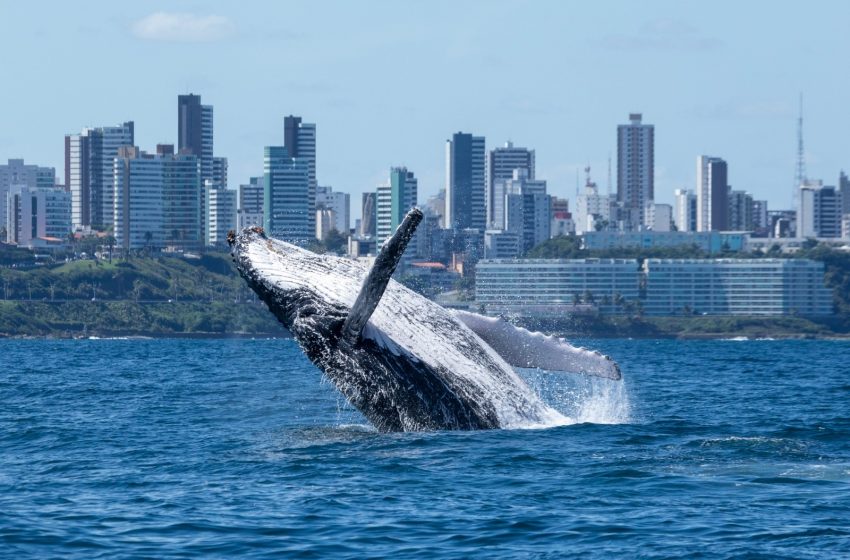  Parceria visa fomentar turismo de observação de baleias em Salvador