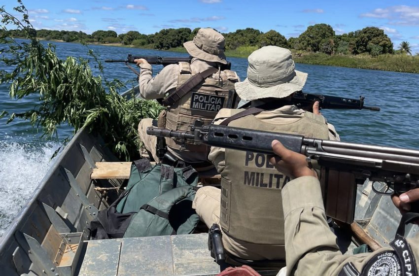  Cerca de 15 mil pés de maconha são erradicados em município do interior da Bahia