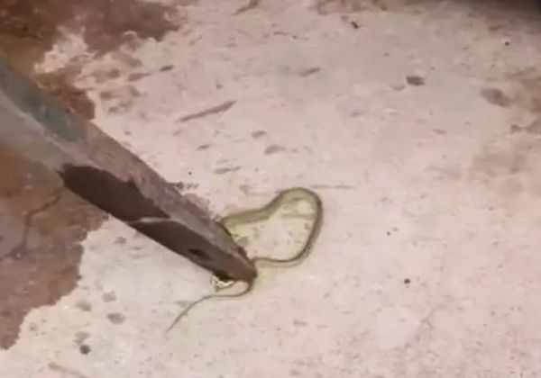  Cobra é encontrada em bebedouro de escola após pais relatarem mal-estar de crianças