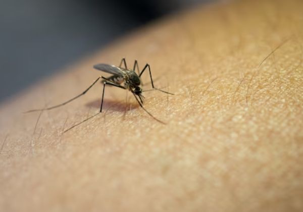  Casos de zika vírus registram alta de 20% no primeiro semestre de 2023