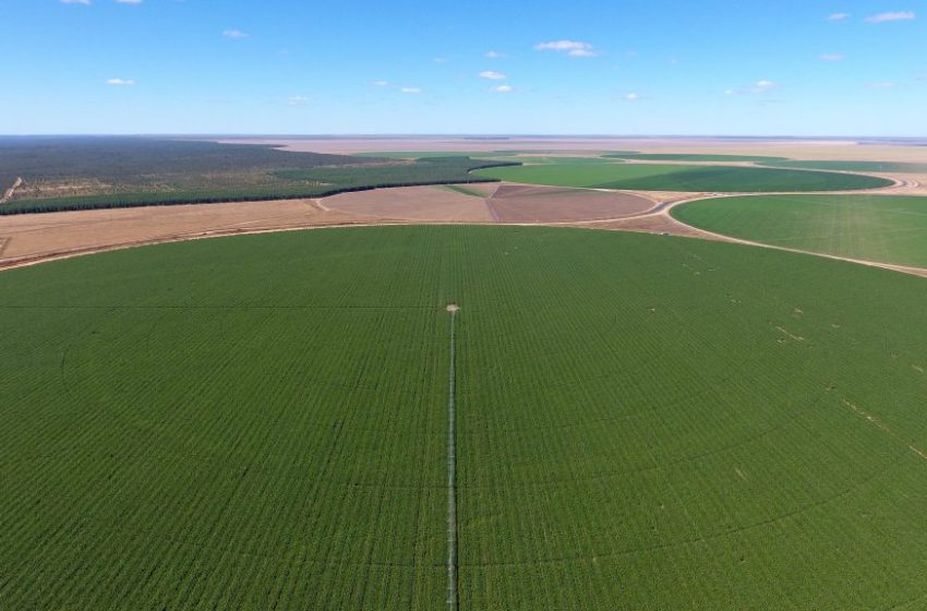  Empresa baiana produz 37% de todo o grão consumido no Brasil