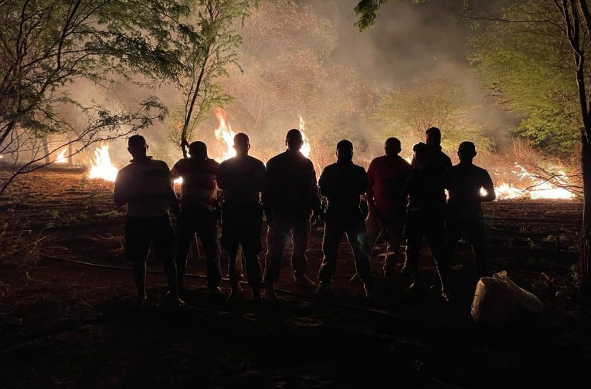  Polícia Federal realiza ação de erradicação de plantios de maconha, no norte da Bahia