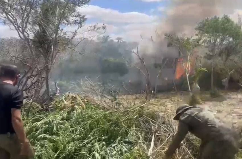  Plantações com mais de 60 mil pés de maconha são localizadas em Monte Santo