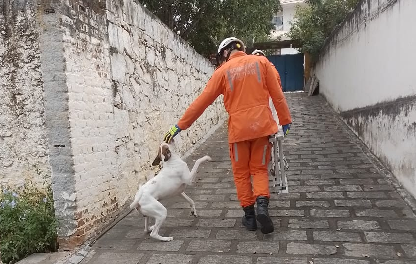  Assaltante tenta invadir casa, mas é frustrado por cachorro; Animal subiu no telhado para perseguir suspeito