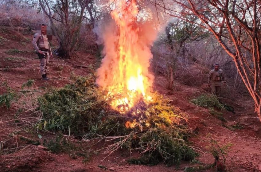  Ação conjunta da PM erradica plantação de maconha e apreende 17kg da erva