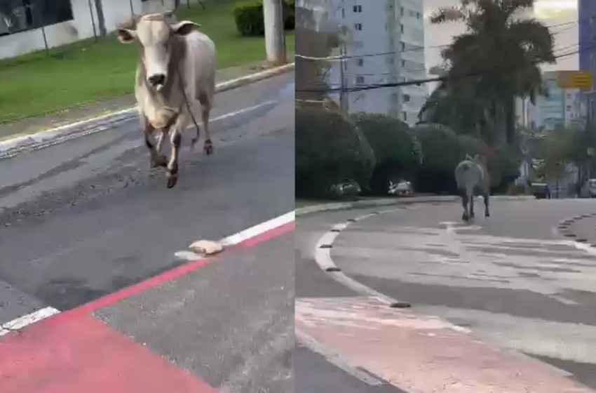  Boi é atropelado enquanto circulava pela Av. Orlando Gomes