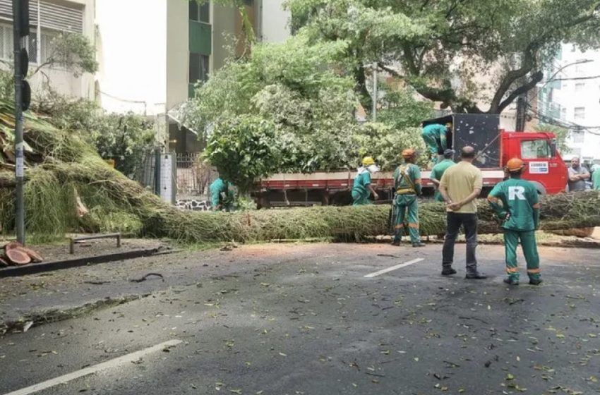  Árvore de grande porte cai e atinge prédio no bairro do Canela