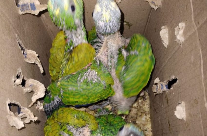  Quarenta e seis aves silvestres são resgatadas pela Cippa em Lençóis