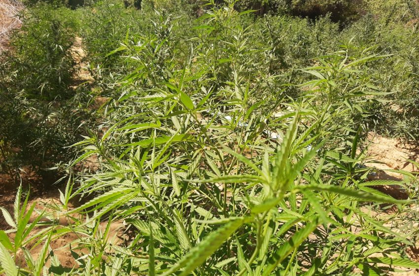  Cerca de meio milhão pés de maconha foram eliminados em 2023 pela Operação Terra Limpa