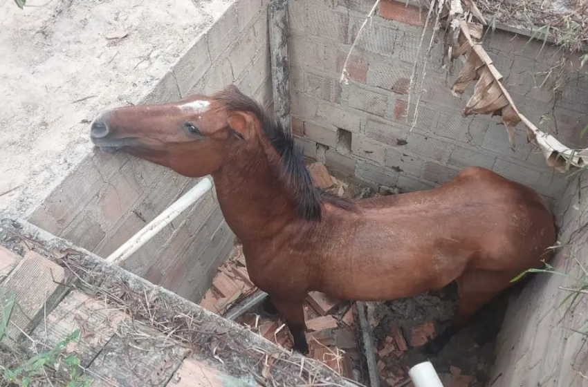  Égua é resgatada após cair em cisterna na Região Metropolitana de Salvador