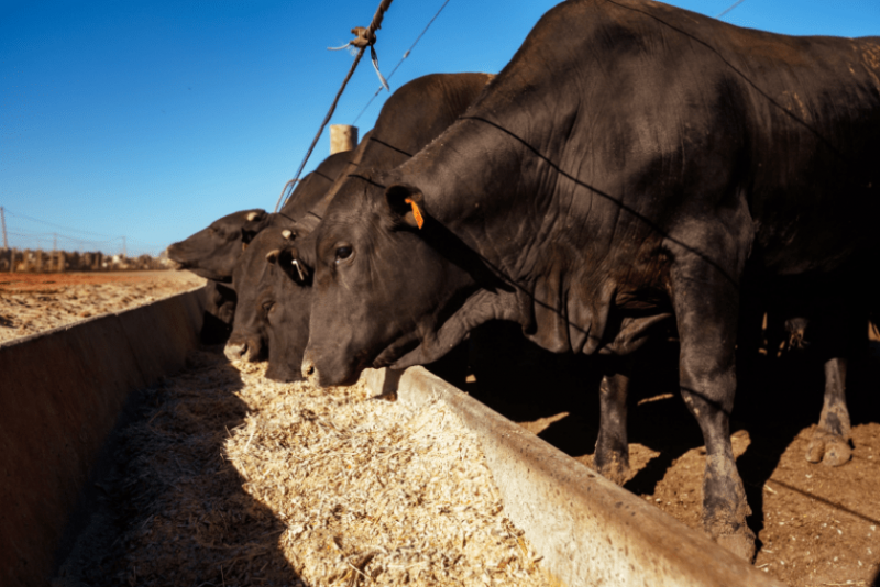  Agro: Bahia abriga o maior confinamento bovino do nordeste, com 50 mil cabeças