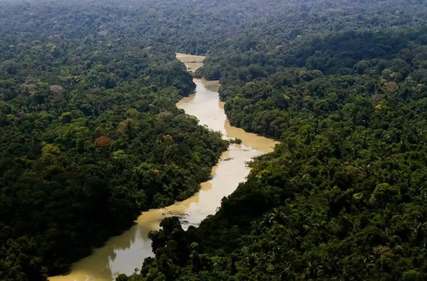  Governo cria plano de ação para desenvolvimento florestal