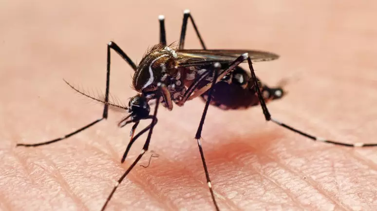  Sesab confirma quatro novas mortes por dengue na Bahia; número subiu para 27