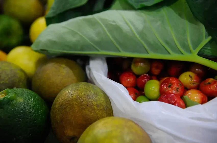  Registro de novos agrotóxicos segue em alta no Brasil