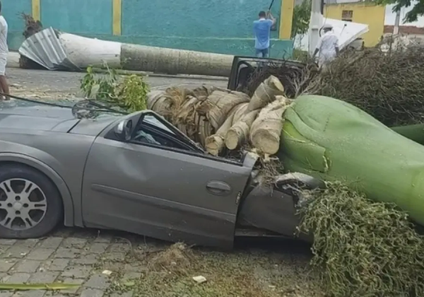  Palmeira cai e destrói carro durante temporal na Bahia