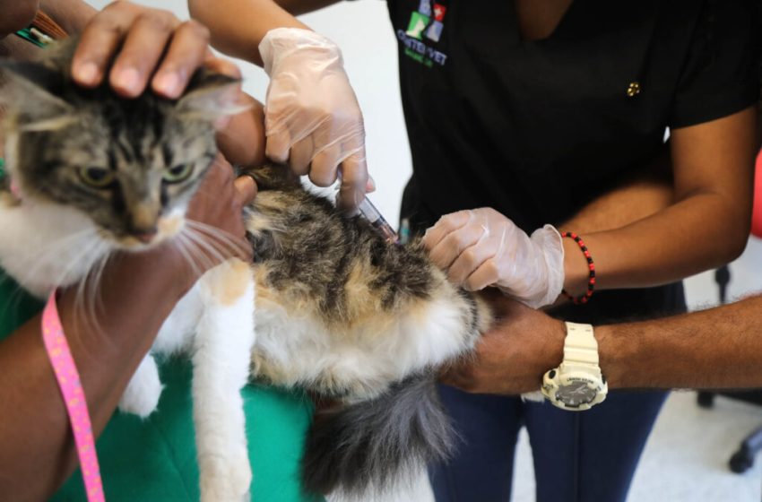  Vacinação gratuita oportuniza a imunização de quase 1 mil gatos até esta quarta (10)