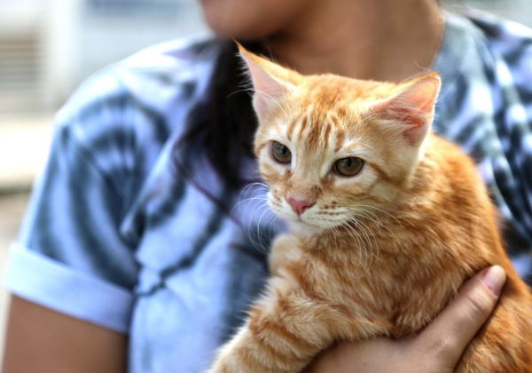  Secis realiza vacinação gratuita da V4 para gatos na segunda (8)