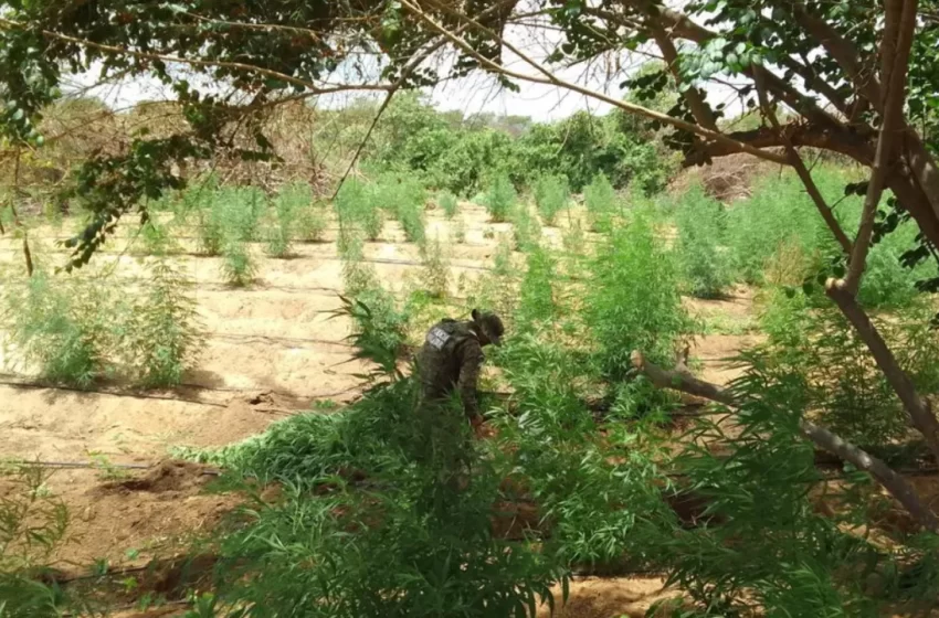  Operação encontra mais de 35 mil pés de maconha em ilha na Bahia