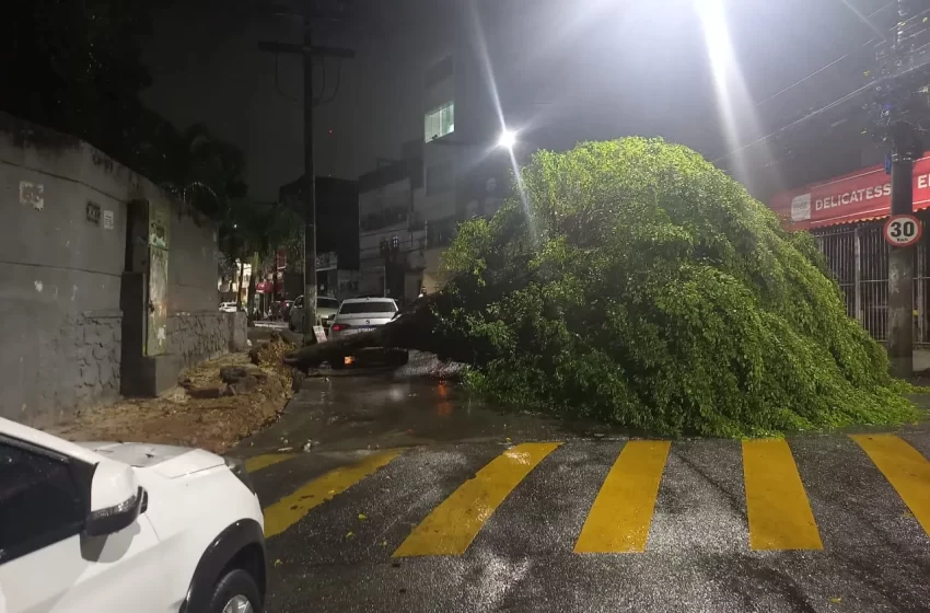  Chuvas causam queda de árvore e transtornos em Salvador