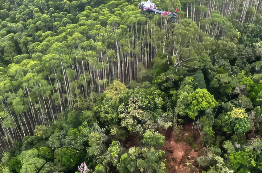  Relatório aponta que helicóptero caiu em São Paulo após colidir com vegetação