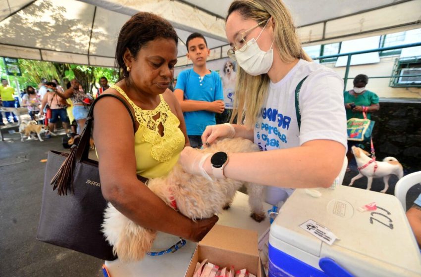  Prefeitura disponibilizará mais 3 mil doses de vacina V10 para cães a partir de quarta (21)