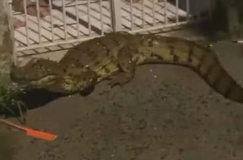  Após temporal, jacaré apareceu em bairro residencial em Feira de Santana