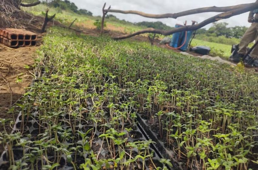  Mil pés de maconha é destruída pela polícia na Bahia