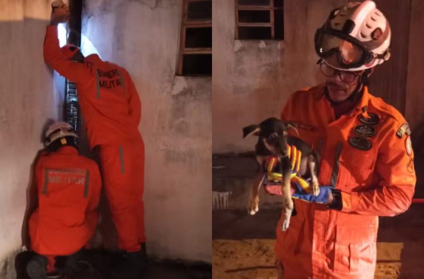  Bombeiros resgatam filhote de cachorro ficou preso entre duas paredes na Bahia