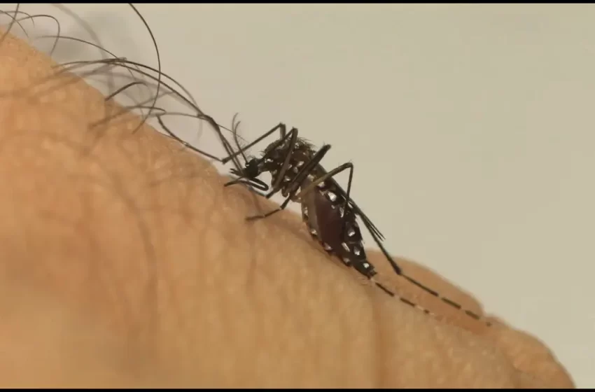  Sesab confirma terceira morte por dengue no estado