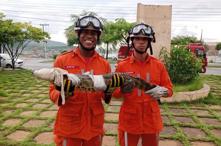  Jacaré é capturado em piscina de residência