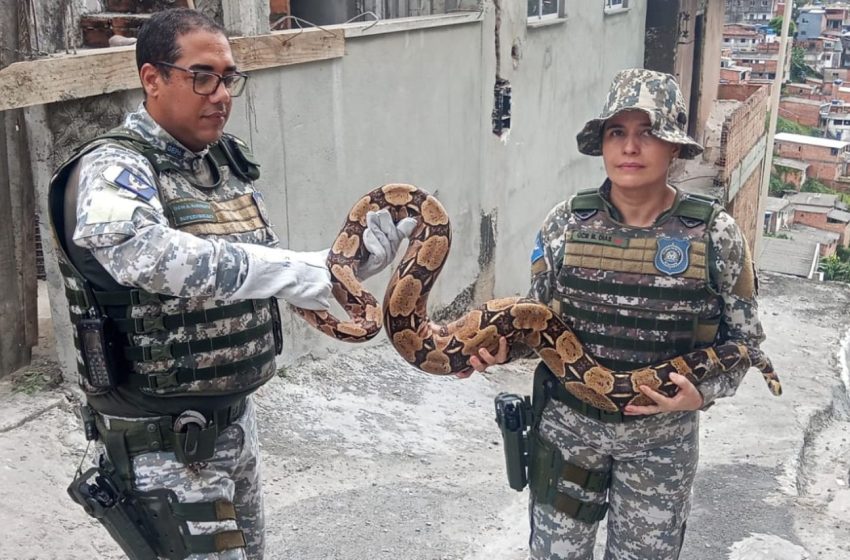  Jiboia com cerca de 10 quilos é resgatada no bairro Sete de Abril em Salvador