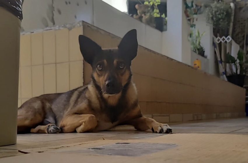  Mulher relata momentos de angústia após cachorro fugir em Salvador: “Ele toma remédio do coração”