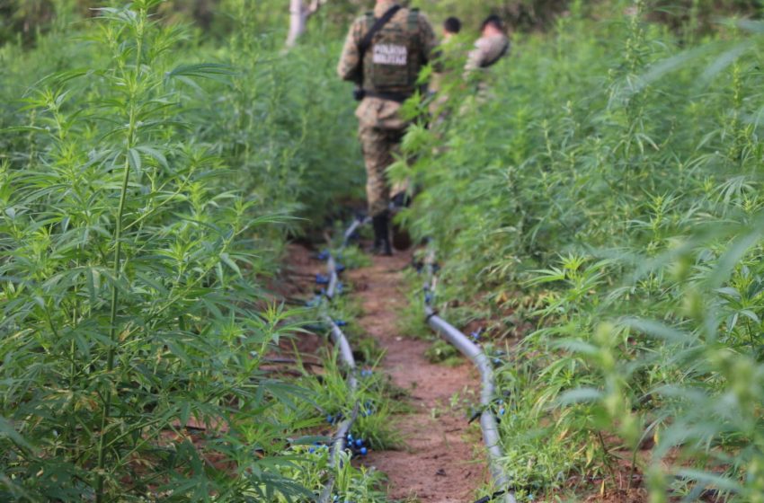  PM e PF desmontam roça de maconha em sítio usado de fachada como criação de caprinos e ovinos