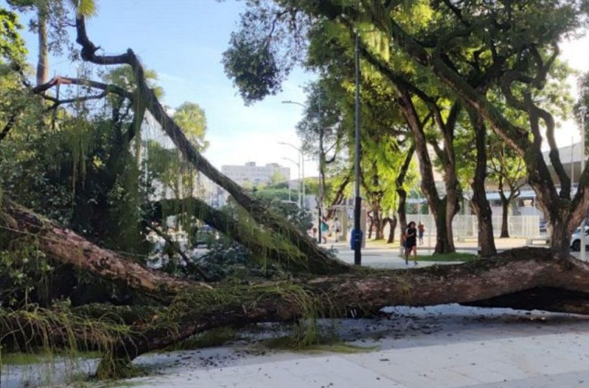  Árvore de grande porte cai e derruba poste no Largo do Campo Grande