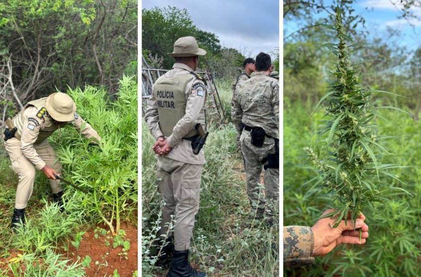  Polícia desmonta plantação que geraria 1 tonelada de maconha na Bahia