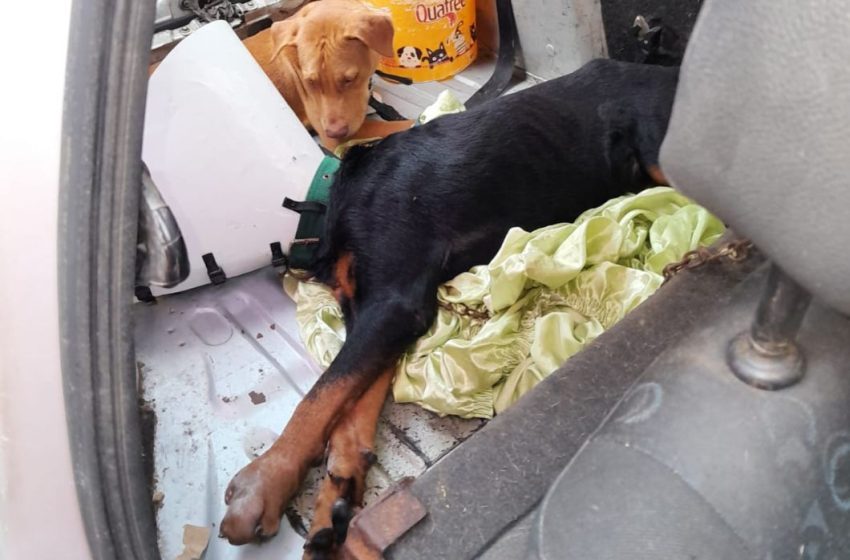  Bombeiros resgatam cachorros abandonados dentro de carro